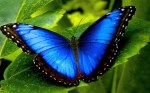 the blue butterfly
