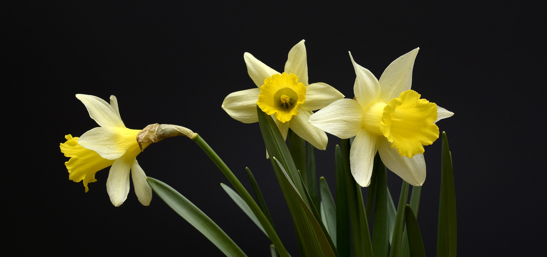 daffodils-2139768_1920
