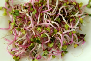sprout-vegetables-3978521_1920
