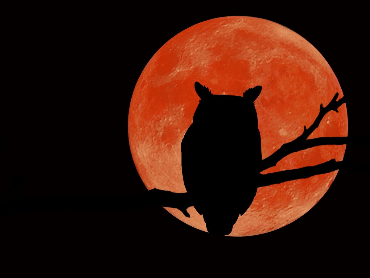 Mayflower supermoon adorns the night sky