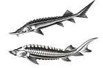 Sturgeon fish